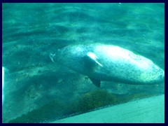 L'Oceanogràfic Oceanarium 049